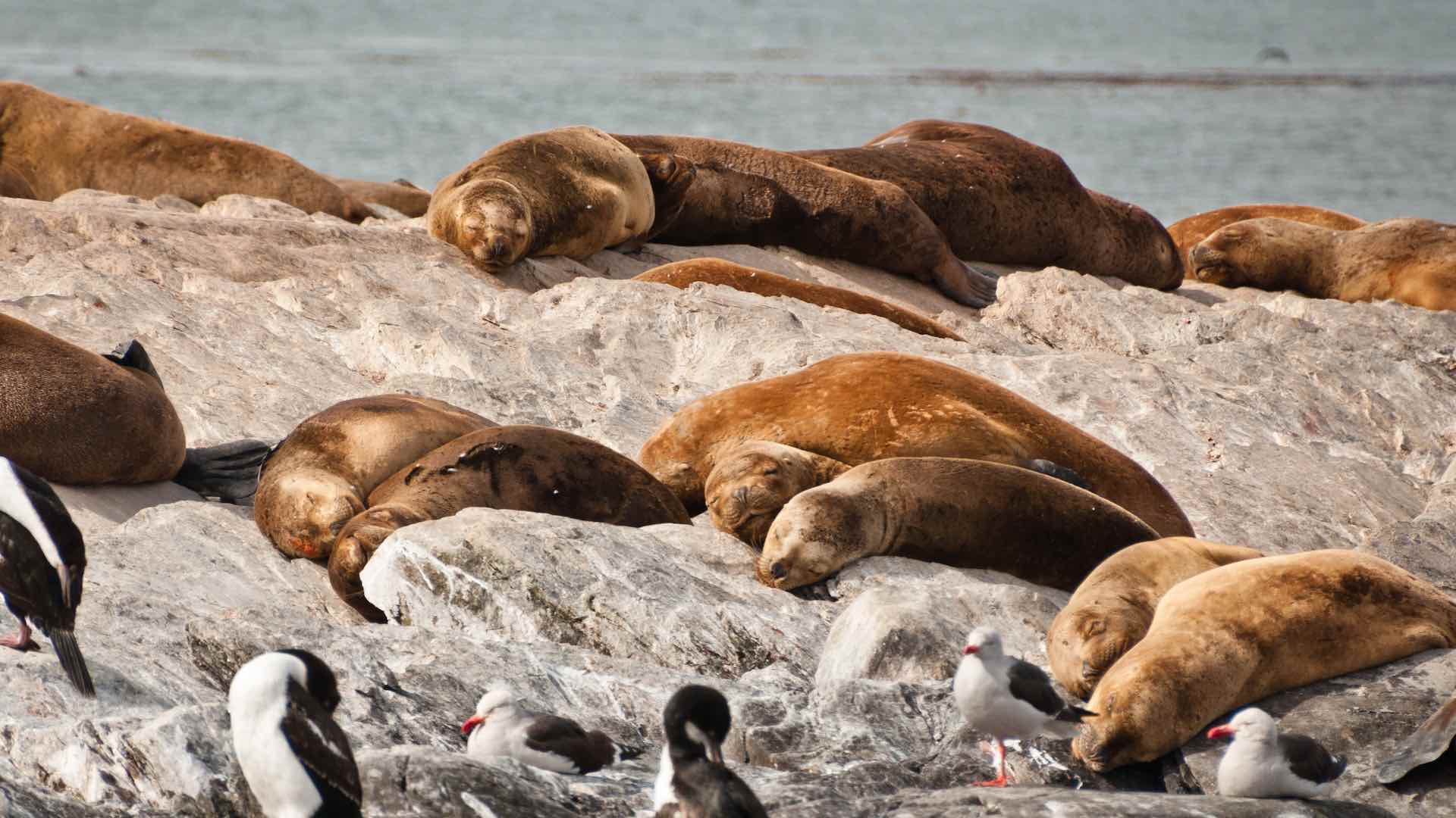 Unprecedented HPAI virus hits southern Brazil, affecting over 900 seals and sea lions